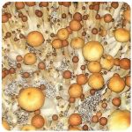 Псилоцибиновые (галлюциногенные) грибы Psilocybin "Golden Teacher" в Георгиевске Псилоцибиновые (галлюциногенные) грибы Psilocybin "Golden Teacher" в Георгиевске