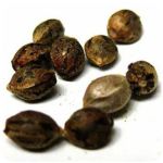 Семена марихуаны АК-47  (Seeds AK-47) в Георгиевске